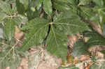 Largefruit blacksnakeroot